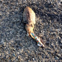 アオリはどこに