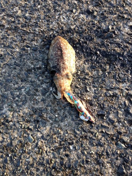 アオリはどこに