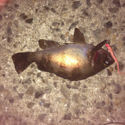 アジング始動‼︎釣れたのはメバルのみ