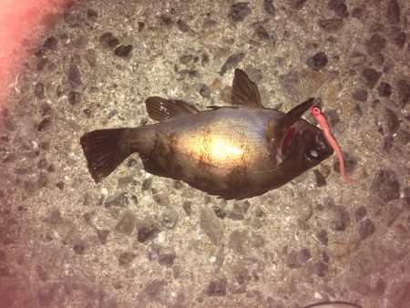 アジング始動‼︎釣れたのはメバルのみ