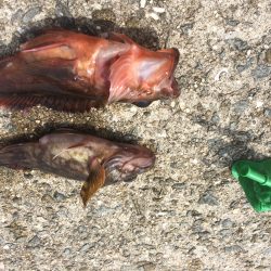 持久戦を制しました⁈