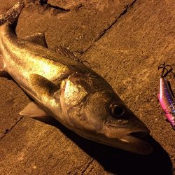 ナイトシーバス♪