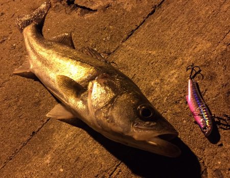 ナイトシーバス♪