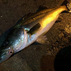 台風後シーバス