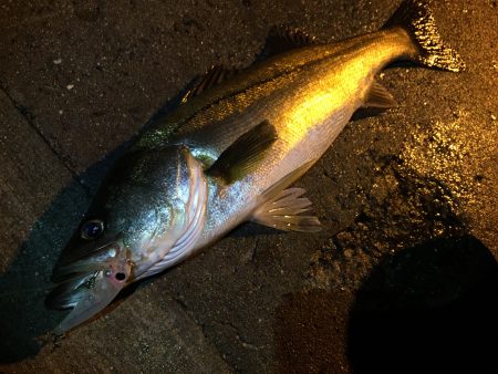 台風後シーバス