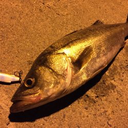 連日ナイトシーバス