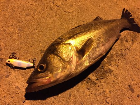 連日ナイトシーバス