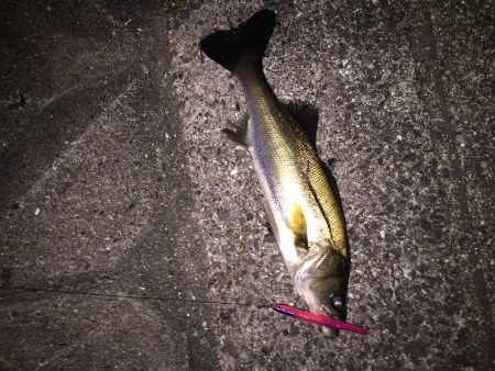 バチパターン短時間勝負