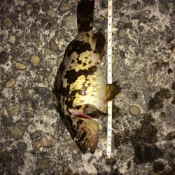 良型メバル   20㎝