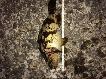 良型メバル   20㎝