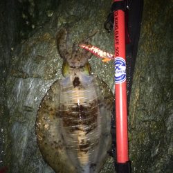 エギング〜春イカ釣行〜