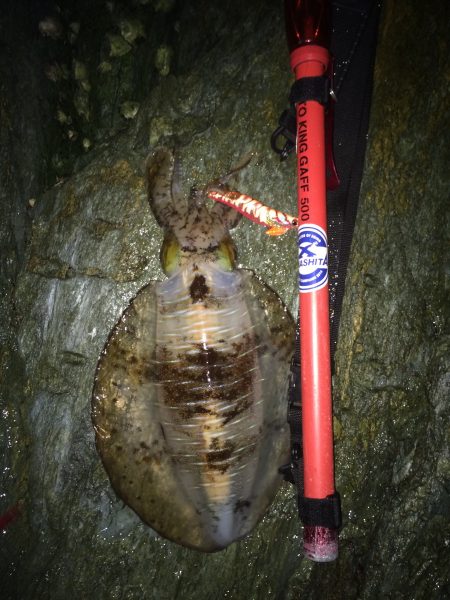 エギング〜春イカ釣行〜