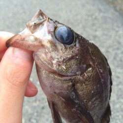 デイガシリング