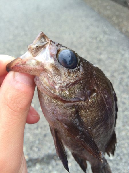 デイガシリング