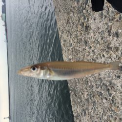 キスが釣れました