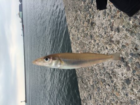 キスが釣れました