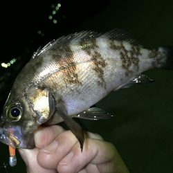 メバル絶好釣です^ ^