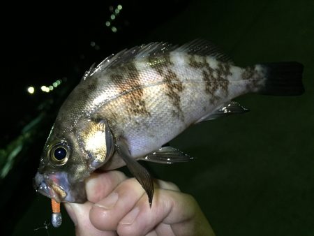 メバル絶好釣です^ ^