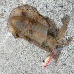 春アオリイカが釣れました