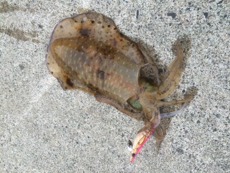 春アオリイカが釣れました