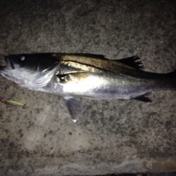 バチシー求めてウロウロと