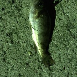 ランガンメバリング