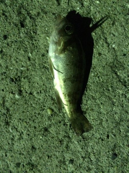 ランガンメバリング