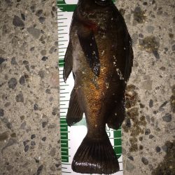 泉南ランガン！ メバルがいい感じ。