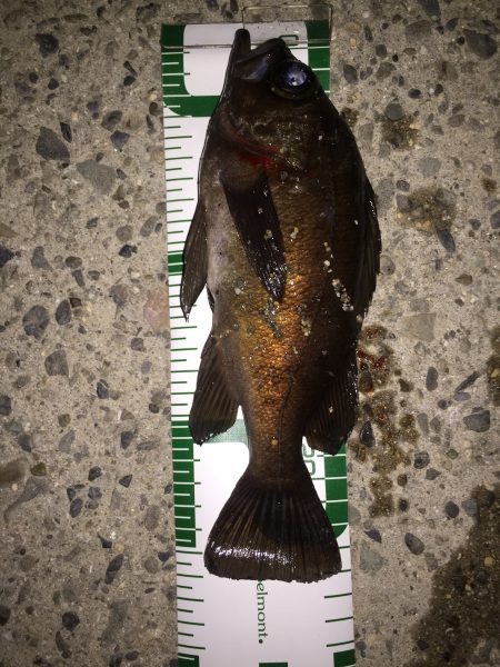 泉南ランガン！ メバルがいい感じ。