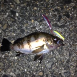 シーバスには振られましたがσ^_^;