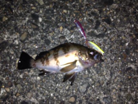 シーバスには振られましたがσ^_^;