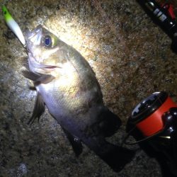 爆風メバリング！