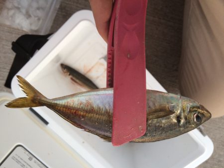 マイポイントでジグサビキ