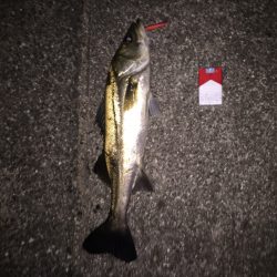 ショートタイムフィッシング!