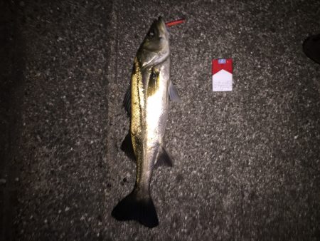 ショートタイムフィッシング！