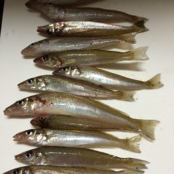 今年初のキス釣り