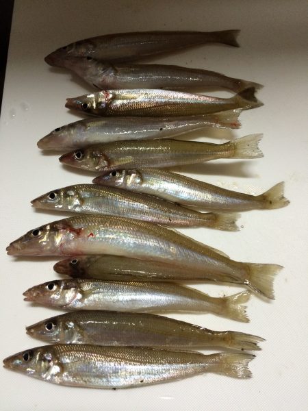 今年初のキス釣り