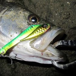 ドレパンEVOシーバス その3