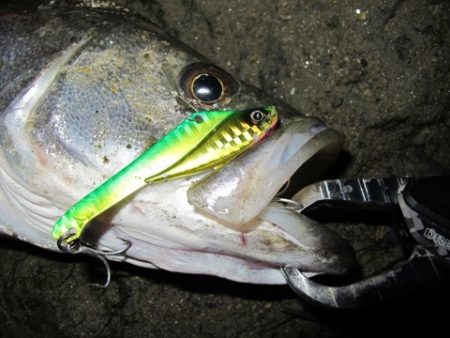 ドレパンEVOシーバス　その3