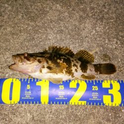 トーナメント後に尺ノコメバル！