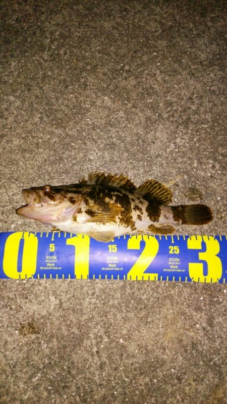 トーナメント後に尺ノコメバル！