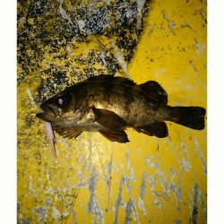 ポイント探し！