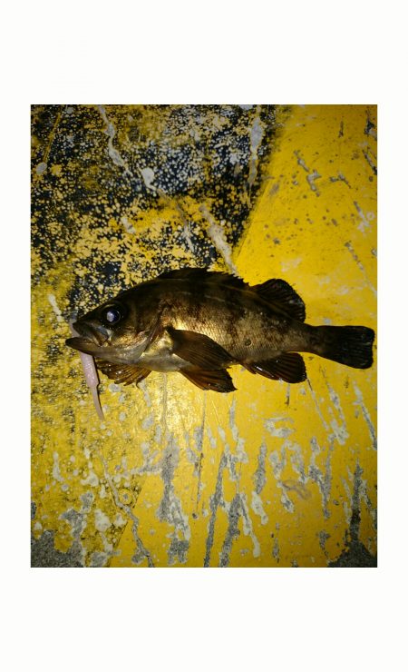 ポイント探し！