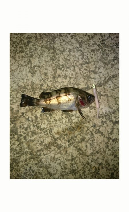 リリースサイズのみ