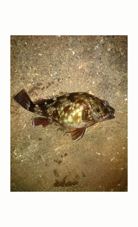 濁りにはチャート。