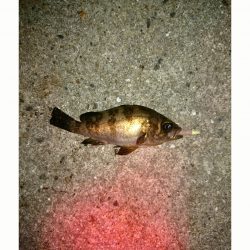 一瞬の時合い❗