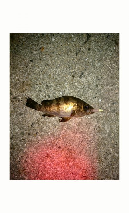 一瞬の時合い❗