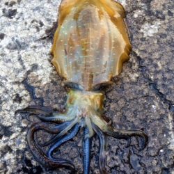 ん～、イカは居ますが・・・