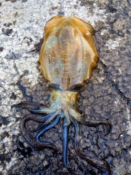 ん～、イカは居ますが・・・