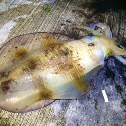 そこそこサイズが出ました♪♪